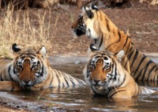 Újabb tigrisrezervátumot hoztak létre Indiában