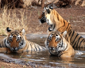 Újabb tigrisrezervátumot hoztak létre Indiában