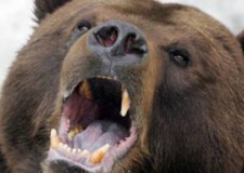 Embert ölt egy medve Hargita megyében