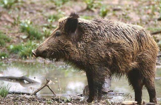 Soha nem látott mértékűre duzzadt a vaddisznó országos terítéke, a 2012-13-as vadászati évben 148 ezer vaddisznót lőttek ki Magyarországon