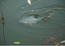 Vízügyi közlemény a Tisza-tó téli feltöltési ütemtervéről