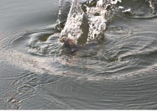 Igazi téli balinkapás! Érződik, hogy még nem hűlt le a Tisza teljesen, mert jó erőben van a halam, élvezetes a fárasztás