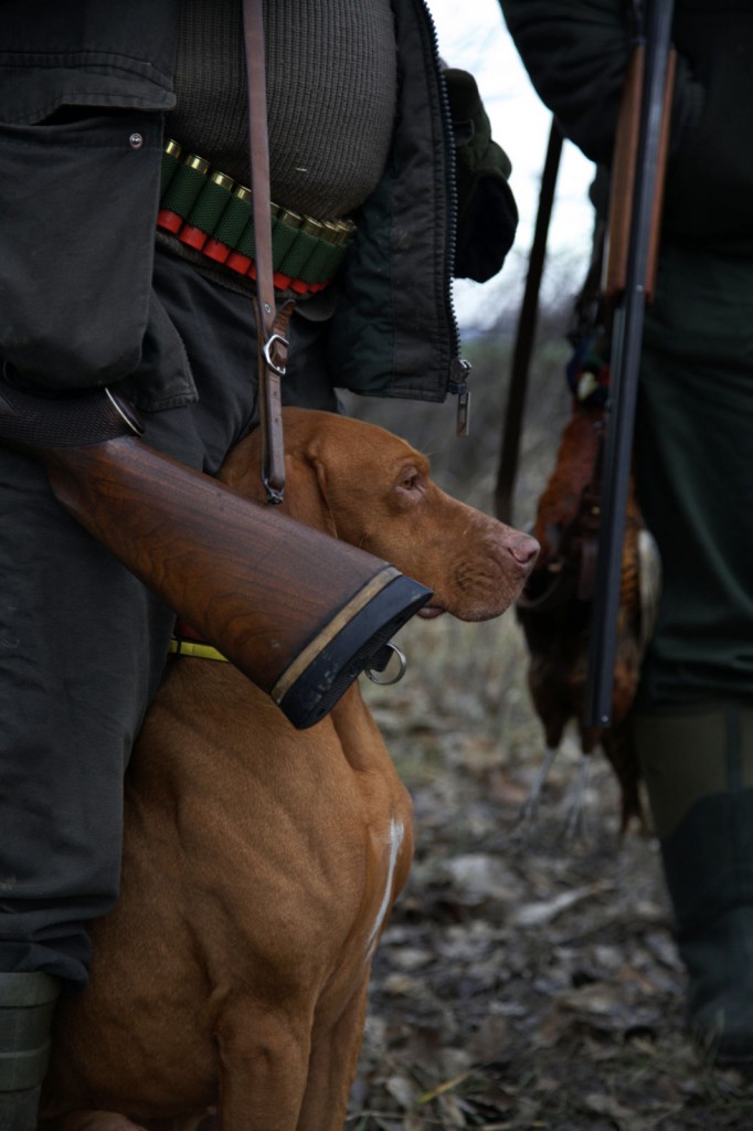 A mostani példa arra kell, hogy sarkallja a magyar vadászközösséget, hogy az összeomlott kártyavárat újra elkezdjük felépíteni, és ahol csak lehet, tegyük helyére a dolgokat, magyarázzuk meg a laikusoknak, miért van szükség vadászatra, terjesszük még erőteljesebben a páratlanul gazdag magyar vadászati kultúrát, ismertessük meg velük a hagyományainkat, próbáljuk meg mi is érzelmekre ható módon – ám szakmailag hitelesen – közvetíteni a házunk tájékán történő eseményeket