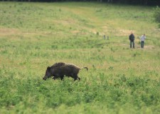 A vadat etetéssel senki ne szoktassa a belterületre!