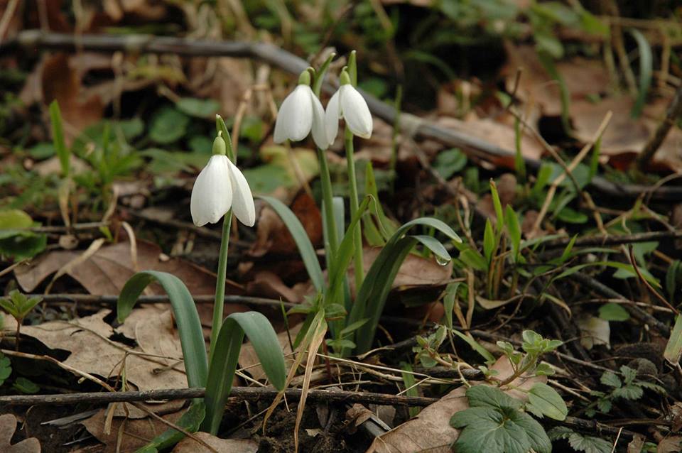 A hóvirágnak (Galanthus) körülbelül 75 faja és fajtája ismert, és mind fehér színű