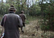 Damhirschjagd im Forstgebiet von KEFAG Zrt. in Süd-Kiskunság in Ungarn