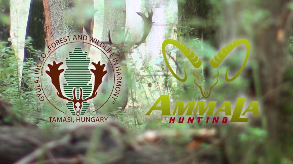 The AmmaLa / Gyulaj experience, hunting at its best