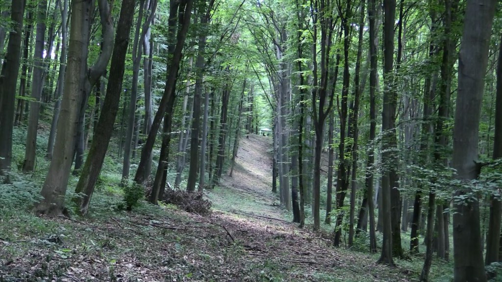 Nagyobb erdőterületet, egyszerűbb szabályozást  ígér az erdőtörvény módosítása_2017.05.31