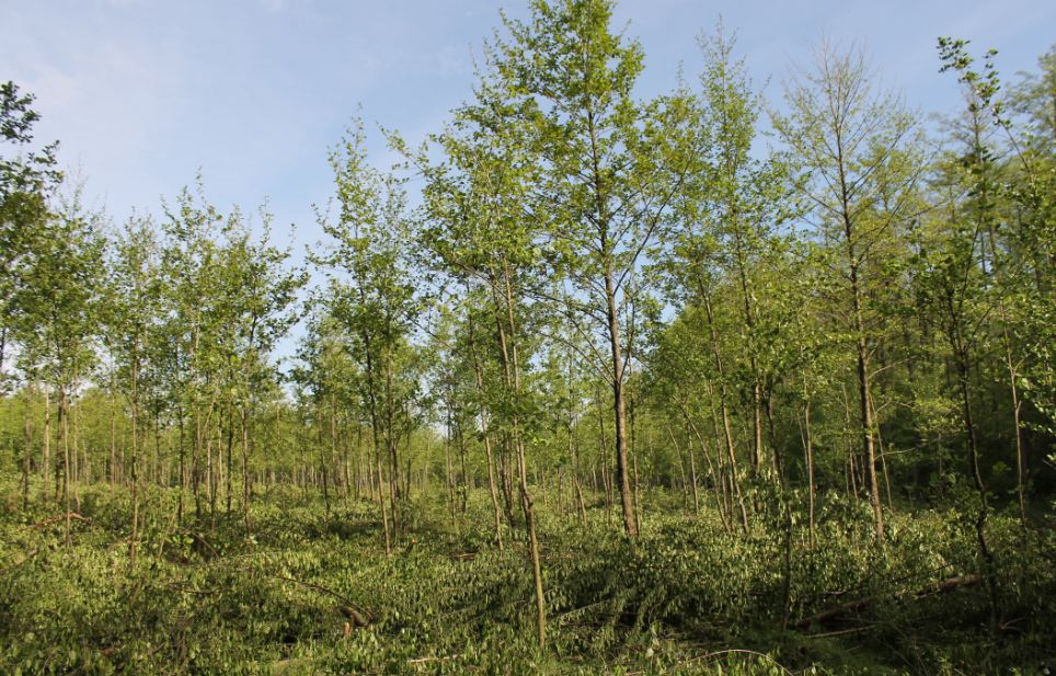 Invazív fafajok visszaszorítása a KASZÓ Zrt. törzsterületén
