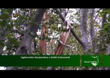 Jégkárosítás felszámolása a Süttői Erdészetnél – 2015.10.18-i adás