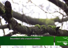 Decemberi séta a kaszói erdőben – 2015.12.26-i adás