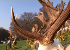 Großartige Damhirsch Trophäen-Rundschau am Jagdhaus von Óbíród – Sendung vom 28.11.2015