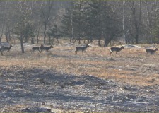 Eine erfolgreiche Drückjagd im Forstgebiet von KEFAG Zrt.