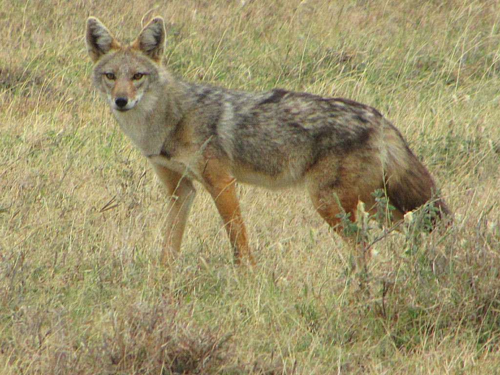 Golden_Jackal_Serengeti