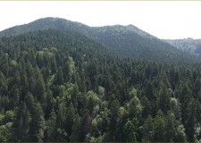 Madárszemmel – Tusnádfürdői erdők – 2016.06.23