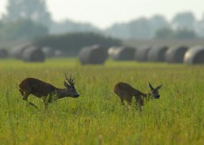 Figyeljünk az őzekre az utakon! – Július második felétől augusztus közepéig tart az őzek násza