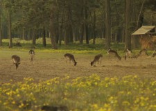 Szarvasbőgéstúrák és szakvezetések a Pilisi Parkerdőben