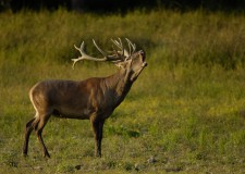 A vadászat a természetvédelem szerves része