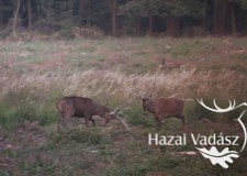 Backstage – Fiatal gímbikák a TAEG Zrt. vadászterületén – 2016. ősz
