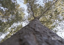 MTA Erdészeti Tudományos Bizottság ülése – 2016.10.15-i adás
