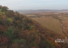 Tovább gyarapodott az erdővagyon 2015-ben