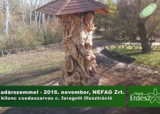 Madárszemmel – “A kilenc csodaszarvas a Pótharaszti Sétaerdőben” – 2016. november