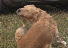 Nemzetközi Retriever Field Trial 2016 Verseny – 2016.11.19-20 – Eredményhirdetés