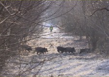 Tájékoztató az afrikai sertéspestisről – 2017.01.09