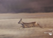 Váratlan pillanatok a Jótékonysági Vadászaton – 2016.12.27