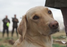 Nemzetközi Retriever Field Trial 2016 Verseny – 2016.11.19-20 – Retrieverek akcióban!