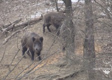 Madárszemmel – Téli vadetetés a Zselicben – 2017.01.12