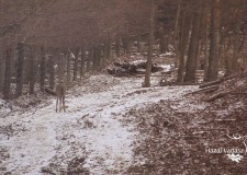 Téli vadetetés a Zselicben – 2017.01.21-i adás_146. adás