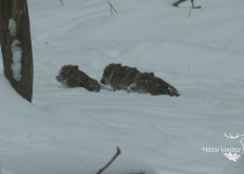 Az erdő vastag hótakaróval borított részén alaposan megküzdenek a kis vadmalacok az előbbre jutásért – 2017. január