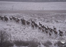 A SEFAG Zrt. Szántódi Erdészetében jártunk – 2017.02.04-i adás