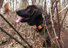 28. KASZÓ-CUP Nationale Schweißhund-Verbandsprüfung – Sendung vom 04.03.2017