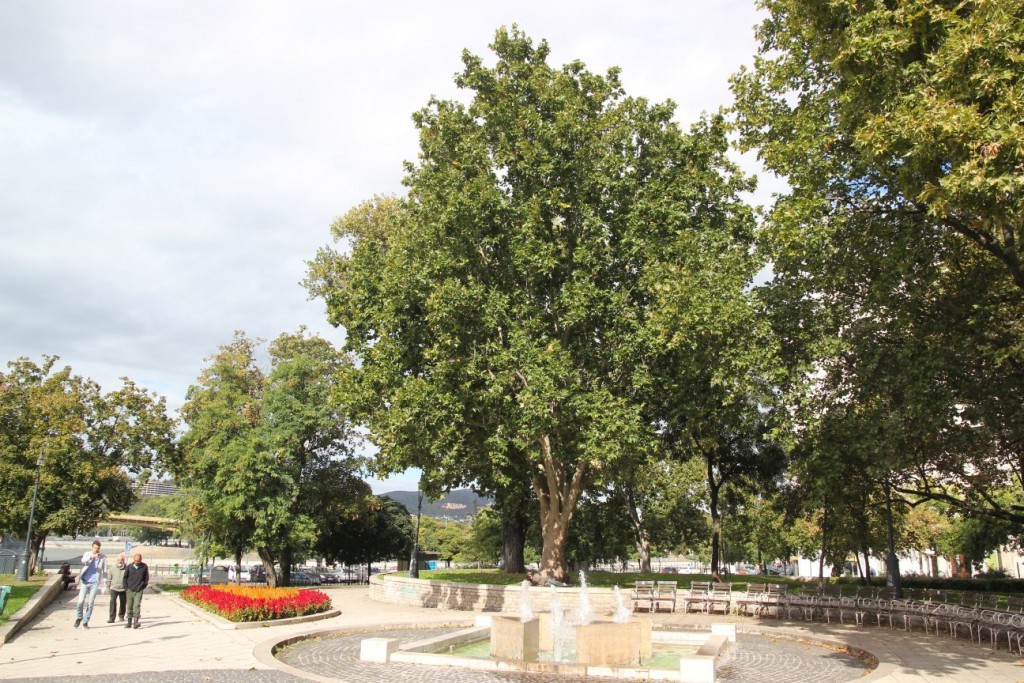 Az Európai Év Fája címért versenyez a Jászai Mari téri platán