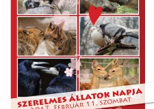Szerelmes állatok napja a Budakeszi Vadasparkban