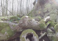 Hazai Erdész – 157. adás – 2017.04.08. – szombat 17:00 óra – ECHO-TV