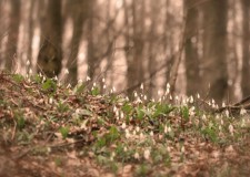 HAZAI ERDÉSZ – Tavasz – Főcím