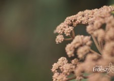 A természet tavasszal – 2017 április