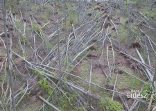 Nagy károkat okozott a szokatlan tavaszi időjárás az erdőkben – 2017.05.11