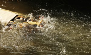 Nagy mennyiségű horogérett ponty érkezik a Tisza-tóba_2017.06.21