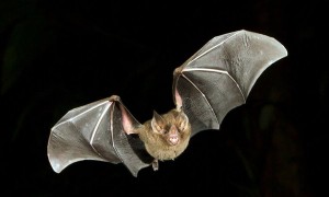 A hazai denevérfauna nagy része megtalálható a Pilisi Parkerdőben_2017.06.15