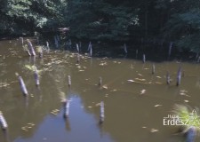 Madárszemmel – A hubertlaki Gyilkos-tó és környéke_2017 július