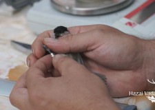Életképek – Csíkszeredai gyermekek vendégeskedtek a Szombathelyi Erdészeti Zrt.-nél