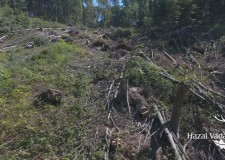 Madárszemmel_Környezetkímélő kötélpálya fakitermeléshez_2017 augusztus