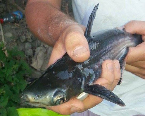 Cápaharcsát fogott egy horgász a Tiszából – 2017.08.04