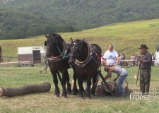 Ajánló – HAZAI ERDÉSZ – 2017.09.09– szombat 12:30 óra – ECHO-TV