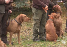 Életképek_XVIII. CACIT Speciális Magyar Vizsla Verseny_2017.10.07-08