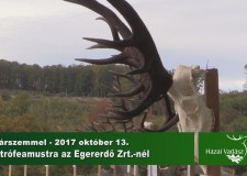 Madárszemmel – Gím trófeaszemle az Egererdő Zrt.-nél – 2017.10.13.